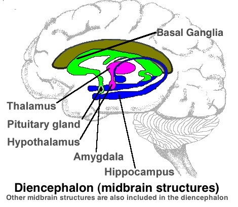 diencephalon midbrain .jpg