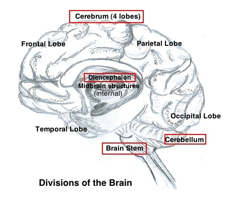 divisions of the brain.jpg